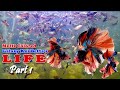 MultiColored Galaxy Koi Betta's Life | Breeding Betta Fish | How to Grow Betta Fish (Part 1)