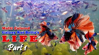 MultiColored Galaxy Koi Betta's Life | Breeding Betta Fish | How to Grow Betta Fish (Part 1)