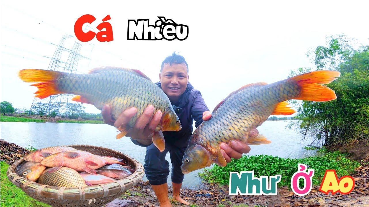 Không Ngờ Hồ Gần Đường Cao Tốc Lại Sót Ổ Cá Chép Nhiều Như Thế Này / Quế Nghịch