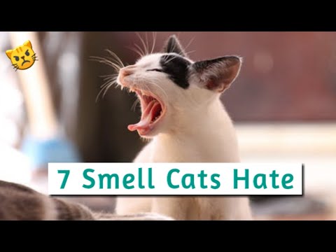 Video: Ar katės mėgsta naftalino kvapą?