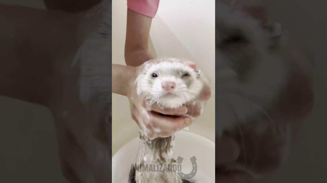 A vida do filhote de furão já começa no modo HARDCORE 