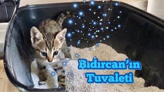 Bıdırcan’ın Tuvaleti - Yavru Kedi Kum Eğitimi