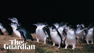BBC sports commentator narrates Australia's penguin parade in lockdown voiceover