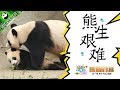 《熊貓檔案》 成長外挂第二十一期：這就是愛，說也說不清楚 20171019 | iPanda