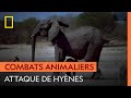 Attaque de hyènes sur une famille d&#39;éléphants｜REINES