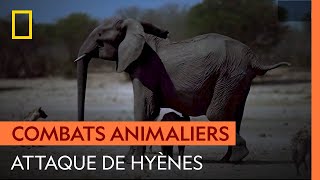 Attaque de hyènes sur une famille d'éléphants｜REINES