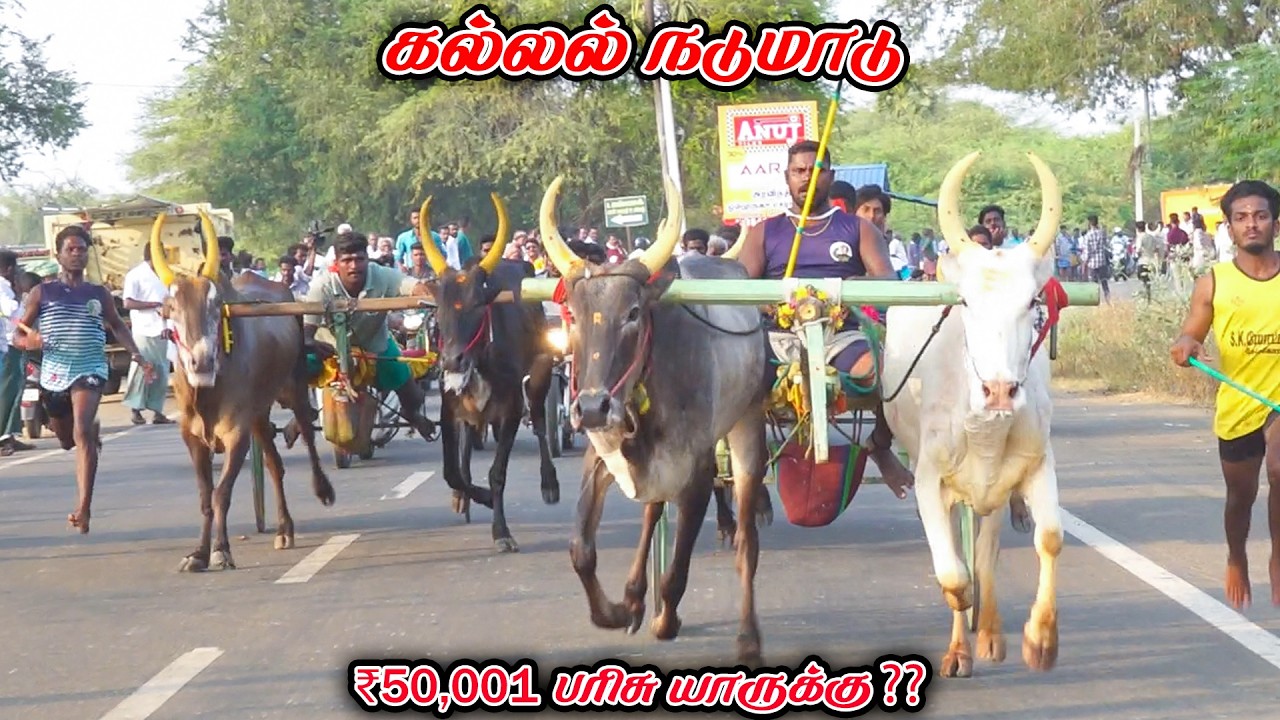 1 கல்லல்-நடுமாடு -பந்தயம்_28.02.2026_V_Photography