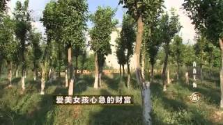 20150828 致富经 爱美女孩心急的财富