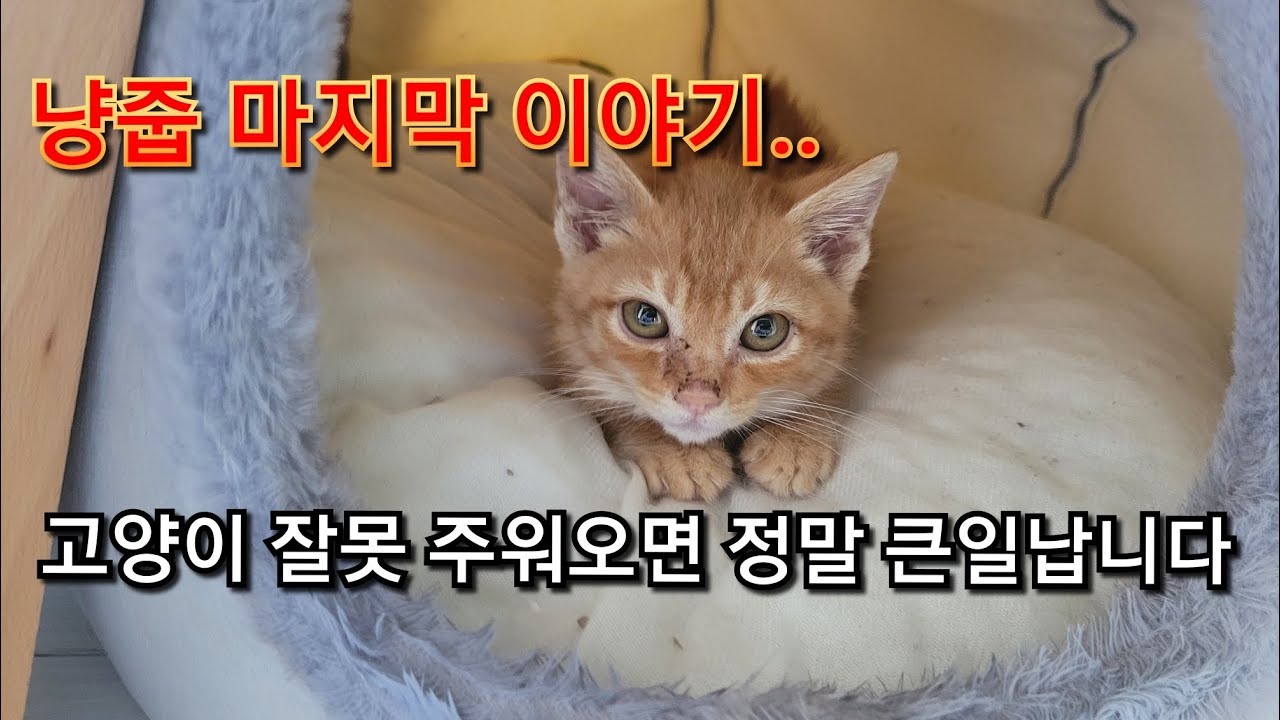 고양이 줍지마세요...(제가 주울께요)