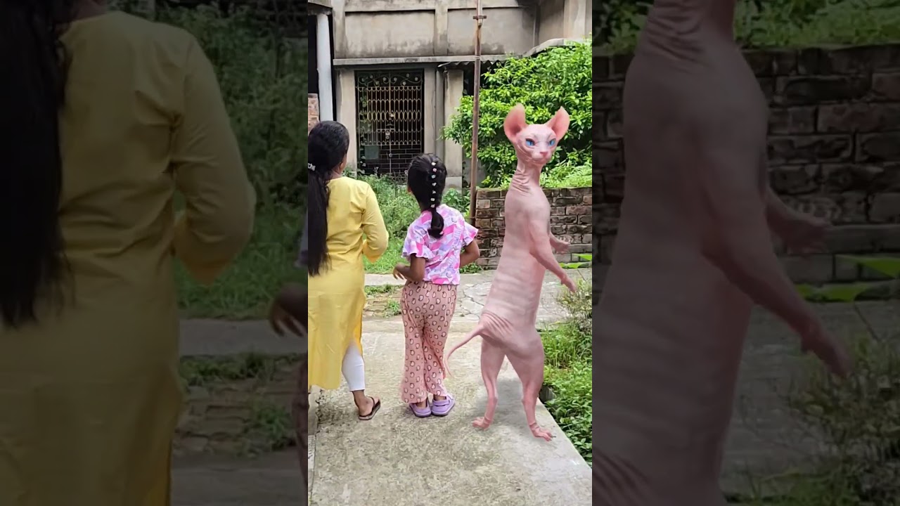 cute cat dancing video || cat videos funny short dance 🥰😺#shorts #funny #trending