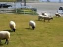 まきば公園のひつじちゃんたち