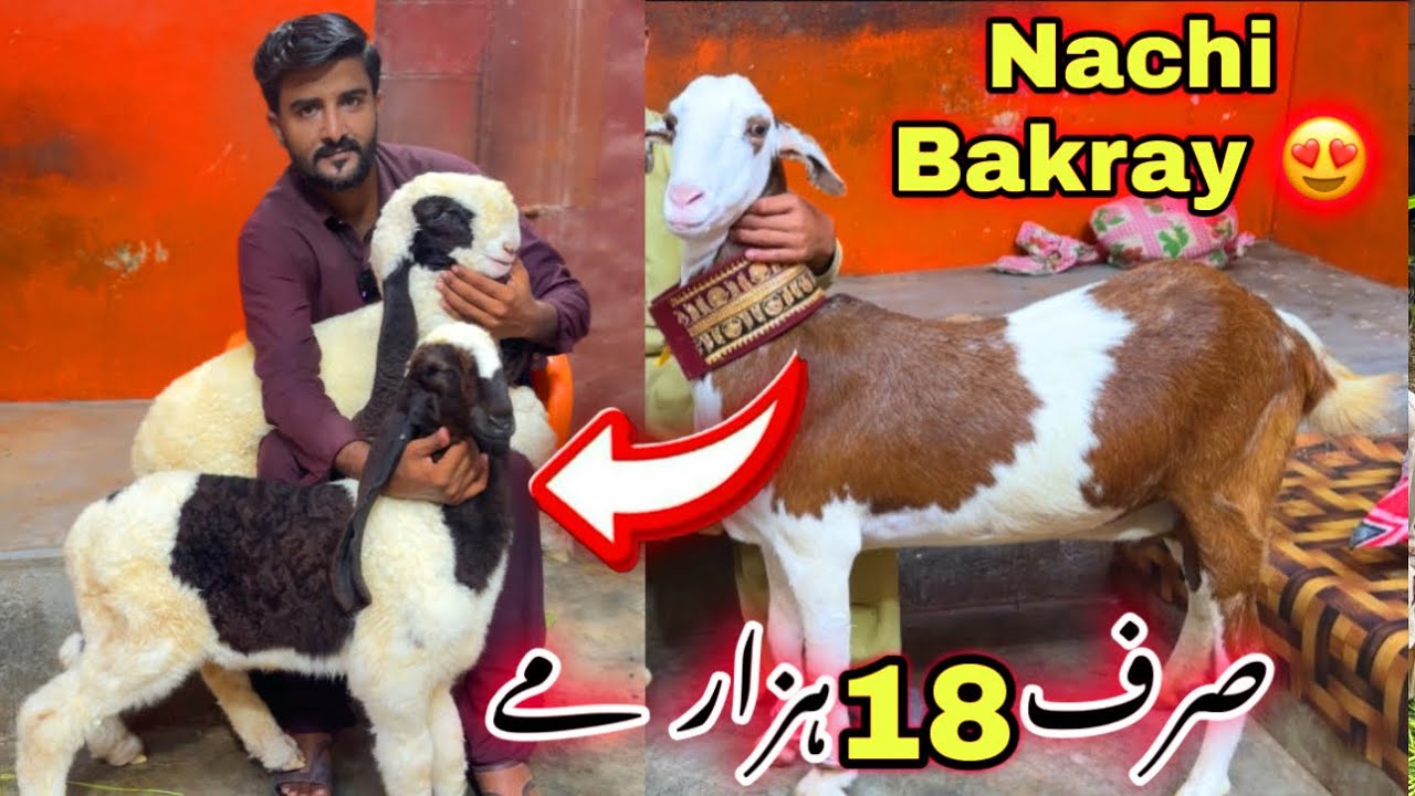 Rashid Goat Farm Nachi Bakray Or Kajla Dumba Or Teddy Bakriya Le Aya 😍 || Bakra Mandi 