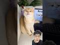 Mèo cam muốn có 1 người bạn và cái kết #cat #funny #shorts