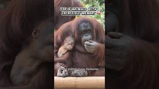 TOP 5ANIMALS WITH INCREDIBLE MEMORY 🧠 #animallife #top5 #factvideo