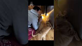 GATICOS VIRALES P13🐈😹🐾🫰🏼✨ #catshorts #catsviral #gatitosvirales #catlover #naranjoso #risasinfinitas