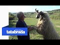 Veseli ovčar čuva stado od 750 ovaca kojem se ne vide ni kraj ni početak: Halil Delić - tatabrada.tv