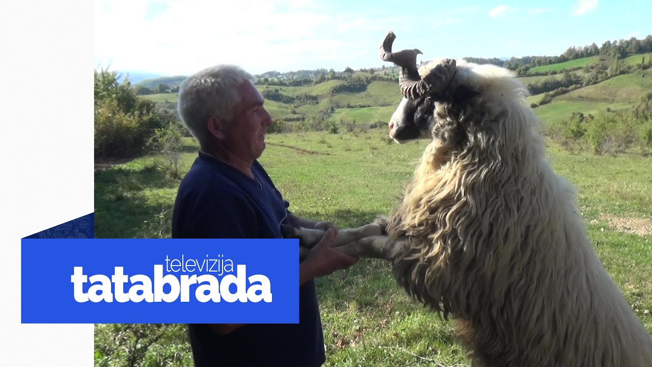 Veseli ovčar čuva stado od 750 ovaca kojem se ne vide ni kraj ni početak: Halil Delić - tatabrada.tv