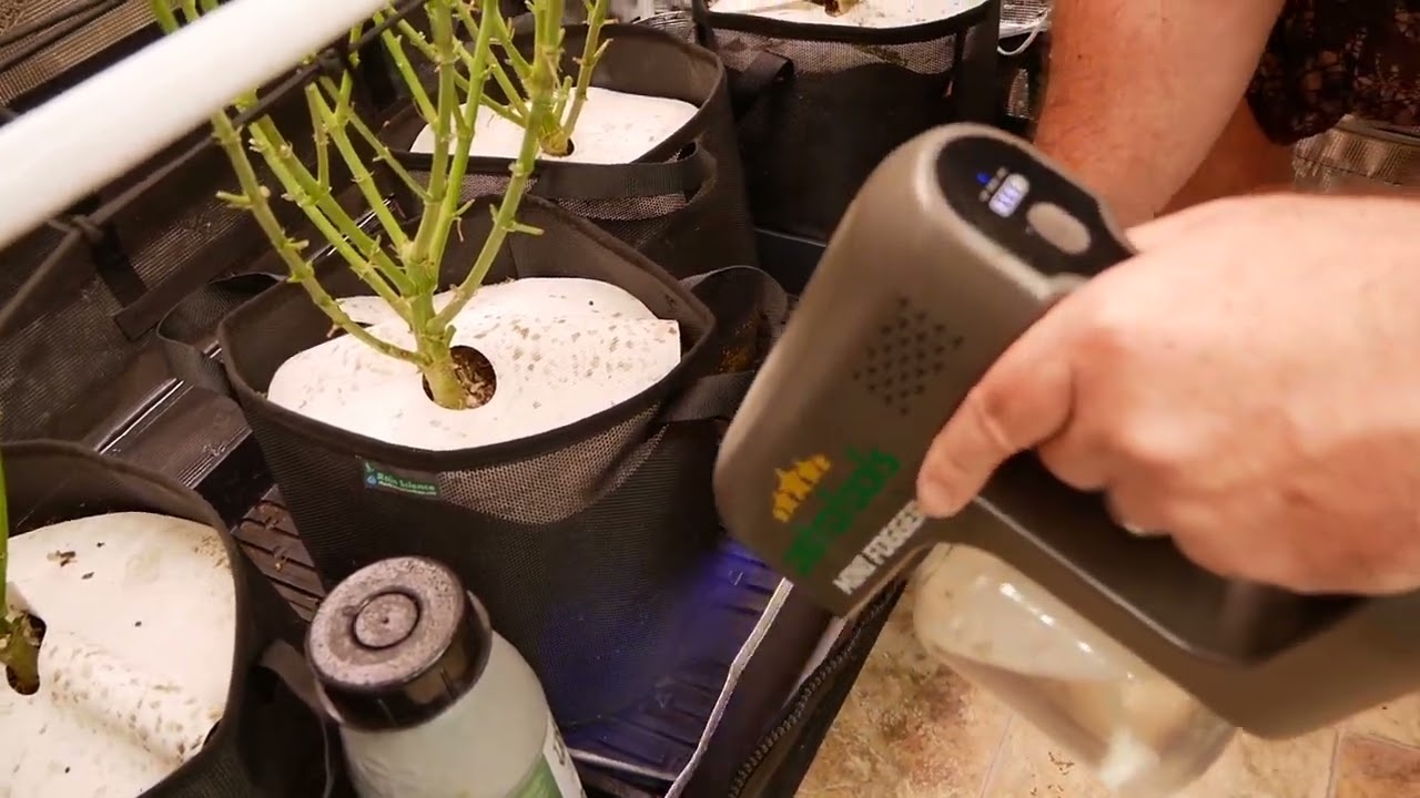 Week 4 Flower Skywalker OG - Integrated Pest Management IPM,  Far Red LED, Grow Strong Krusty Socks