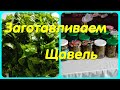 Собрали и заготовили Щавель // Детские игры