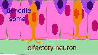 OLFACTION AT THE OLFACTORY EPITHELIUM