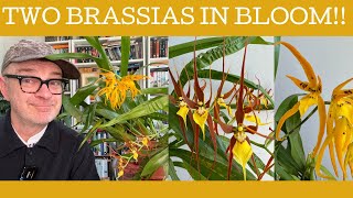 Two beautiful Brassias in bloom!