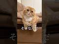 ベル鳴らしてトントントン#スコティッシュフォールド #shorts #cat
