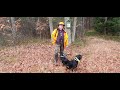 Polowanie zbiorowe z psami Listopad 2021. Group hunting with dogs November !!