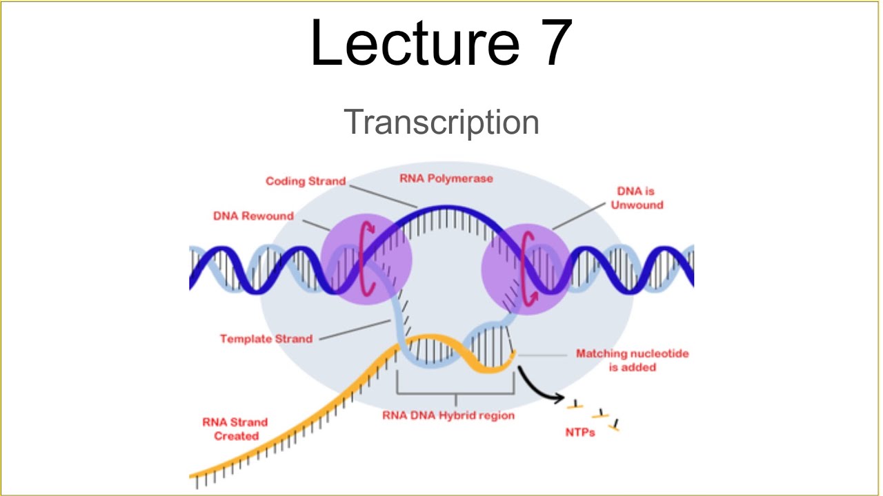 transcribe biology transcribe biology