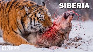 LORDS OF SIBERIA | The Struggle for Survival of the Apex Predators | Nature Animal Documentary