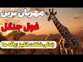 زندگی شگفت انگیز زرافه ها همه چیز درباره زرافه ها دنیای حیوانات جهان حیوانات 