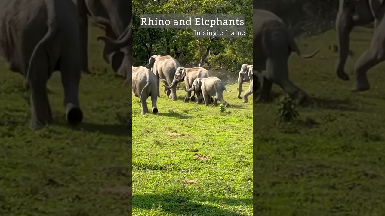 Elephant and Rhino | Magical moment captured in Manas National part 