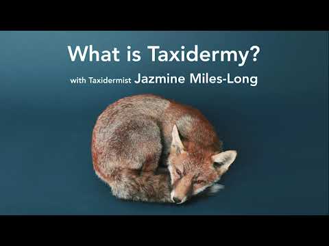 Video: Is taxidermie een bijvoeglijk naamwoord?