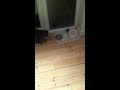 Useless cat of the day
