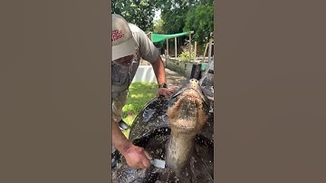 Thumbnail of 106 Year Old Galapagos Tortoise! 🐢 😱