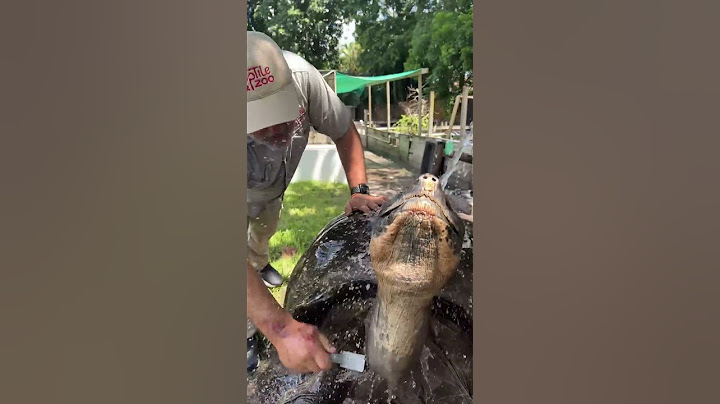 106 Year Old Galapagos Tortoise! 🐢 😱