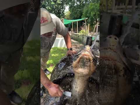 Video: Pet Scoop: Ikonisk Galapagos Skildpadde Dør ved 100, Minnesota Zoo Raises Sjælden Tiger Cub