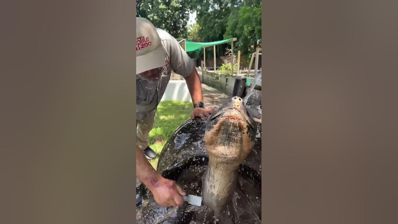 106 Year Old Galapagos Tortoise! 🐢 😱 106 Year Old Galapagos Tortoise! 🐢 😱