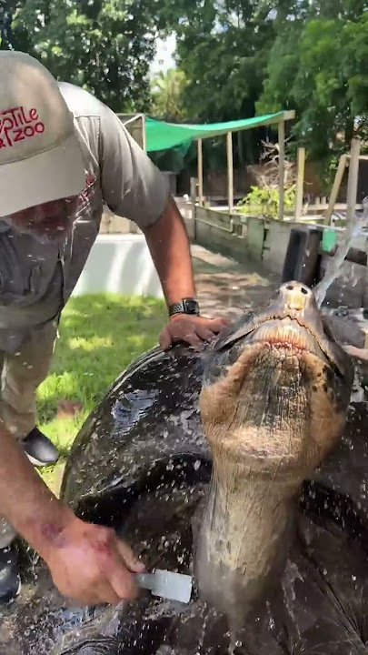 106 Year Old Galapagos Tortoise! 🐢 😱