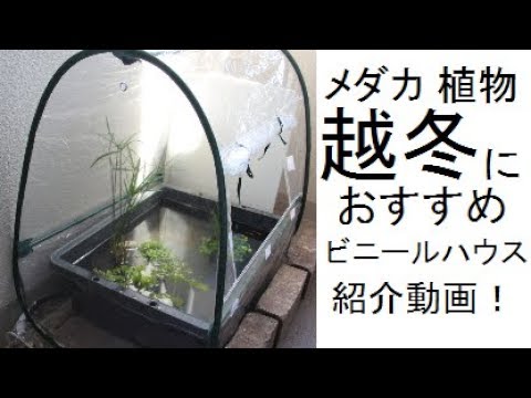 メダカ 植物 越冬におすすめビニールハウス 紹介動画 Youtube