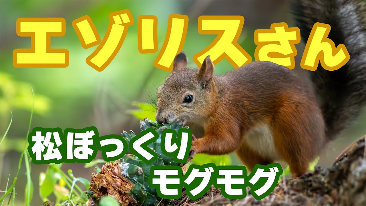 かわいすぎる！エゾリスが松ぼっくりをモグモグ【北海道旭川】神楽岡