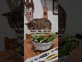 Sono un ✨ gatto ✨ e faccio il coltivatore diretto 🍓🥑🥬#gatto #gatti #cat #bengalcat
