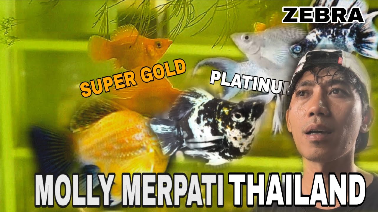 KENAPA IKAN MOLLY HARUS DI SILANG ‼️