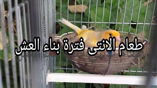 هذا ما نقدمه لانثى الكناري في مرحلة  بناء العش