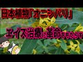 日本の植物がエイズを止める HIVの増殖を止める物質が 日本の植物 オニシバリ から発見された 世界を変える一歩が 山の中にあった ゆっくり解説 日本の植物がエイズを止める HIVの増殖を止める物質が 日本の植物 オニシバリ から発見された 世界を変える一歩が 山の中にあった ゆっくり解説