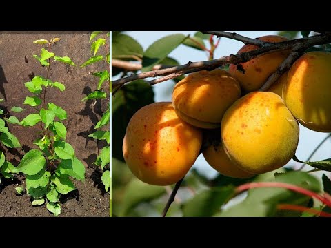 Как правильно посадить абрикос из косточки летом. Приживаемость 100