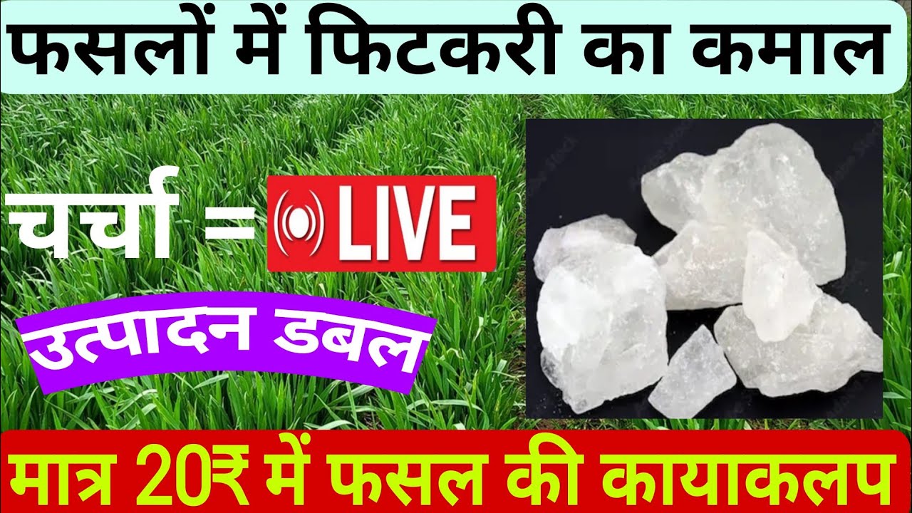 फसलों में फिटकरी का कमाल, मात्र 20₹ में फसल की कायाकलप। 