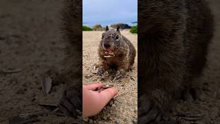 Cutie pie at the beach in California ⛱️ #squirrel #handfeeding #usa