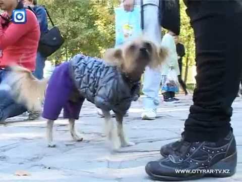Алтын ит - выставка любимых питомцев