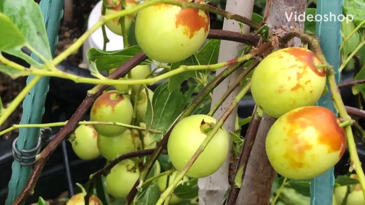 Angel San Diego. Cây táo tào sugar cane chín rồi ăn ngon ngon em đứng