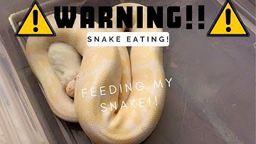 Feeding my snake!!! | Ball python eating!